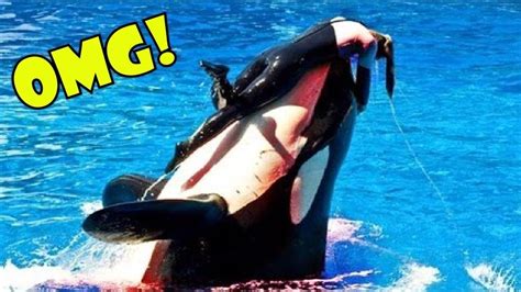 can killer whales attack humans